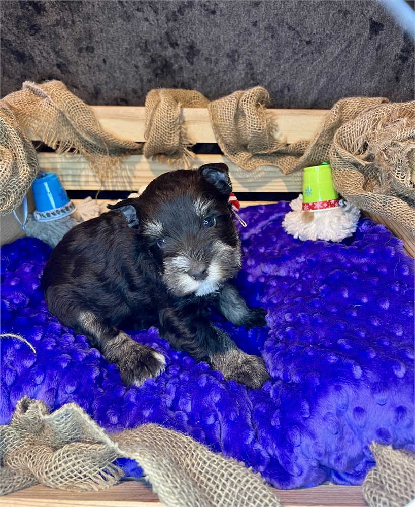 Handsome Mr. Green- Liver/Tan