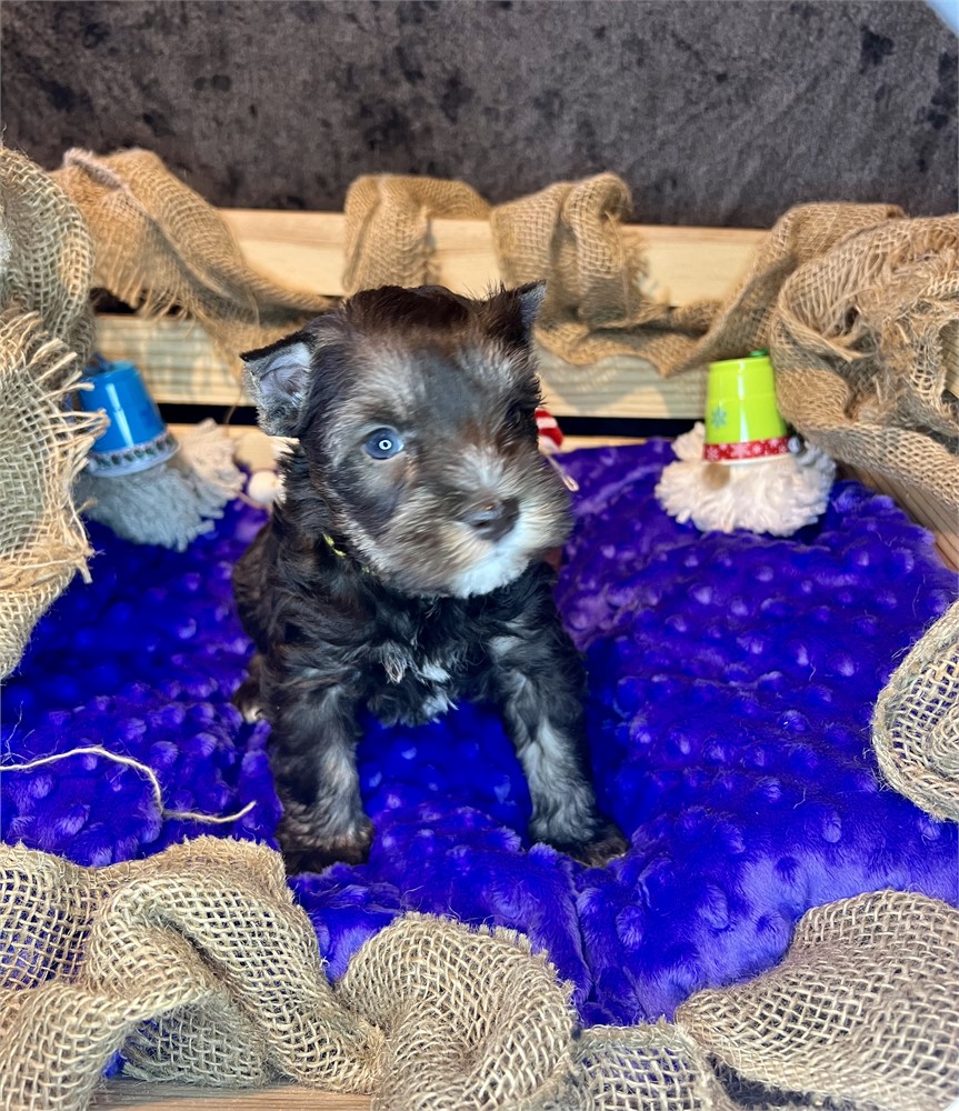 Beautiful Ms. Yellow- Dark Liver/Tan-Think Soft Coat