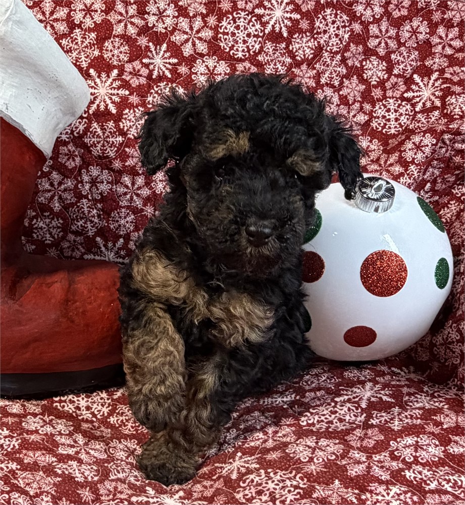 Poodle - Coco’s # 2 (M)