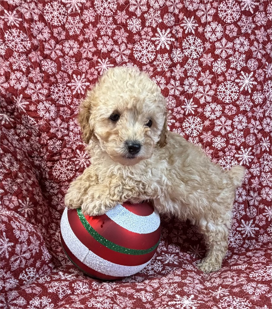 Poodle - Coco’s # 1 (M)