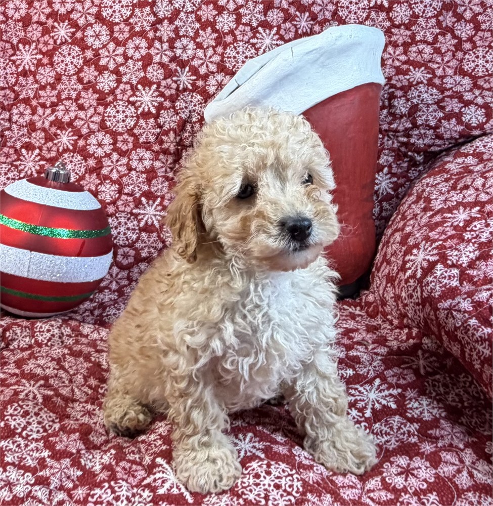 Poodle - Coco’s # 1 (M)