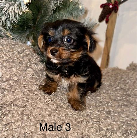 Male. AKC