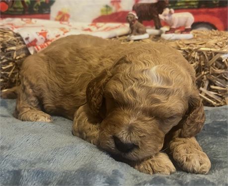 AKC Standard Poodle - Rook