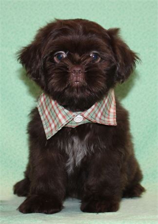 Curious Shih Tzu Male