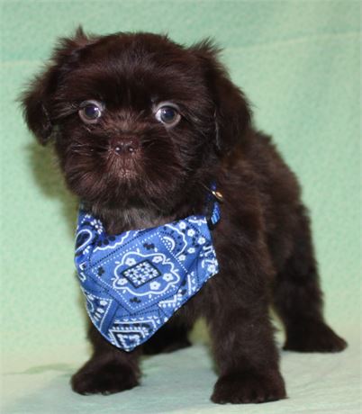 Cute Shih Tzu Male