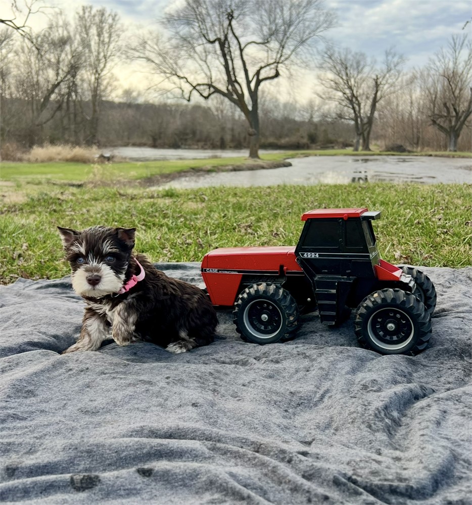 Beautiful Ms. Pink- Liver/Tan Phantom