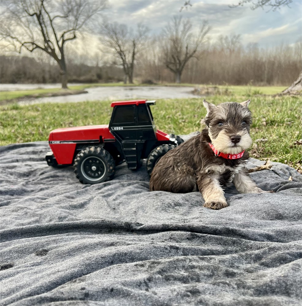 Handsome Mr. Red- Liver/Tan Pepper