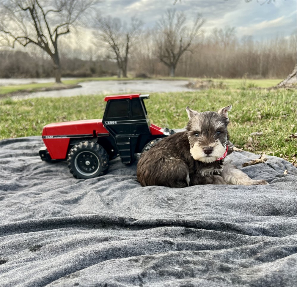 Handsome Mr. Red- Liver/Tan Pepper