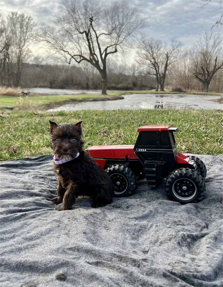 Beautiful Ms. Purple- Liver