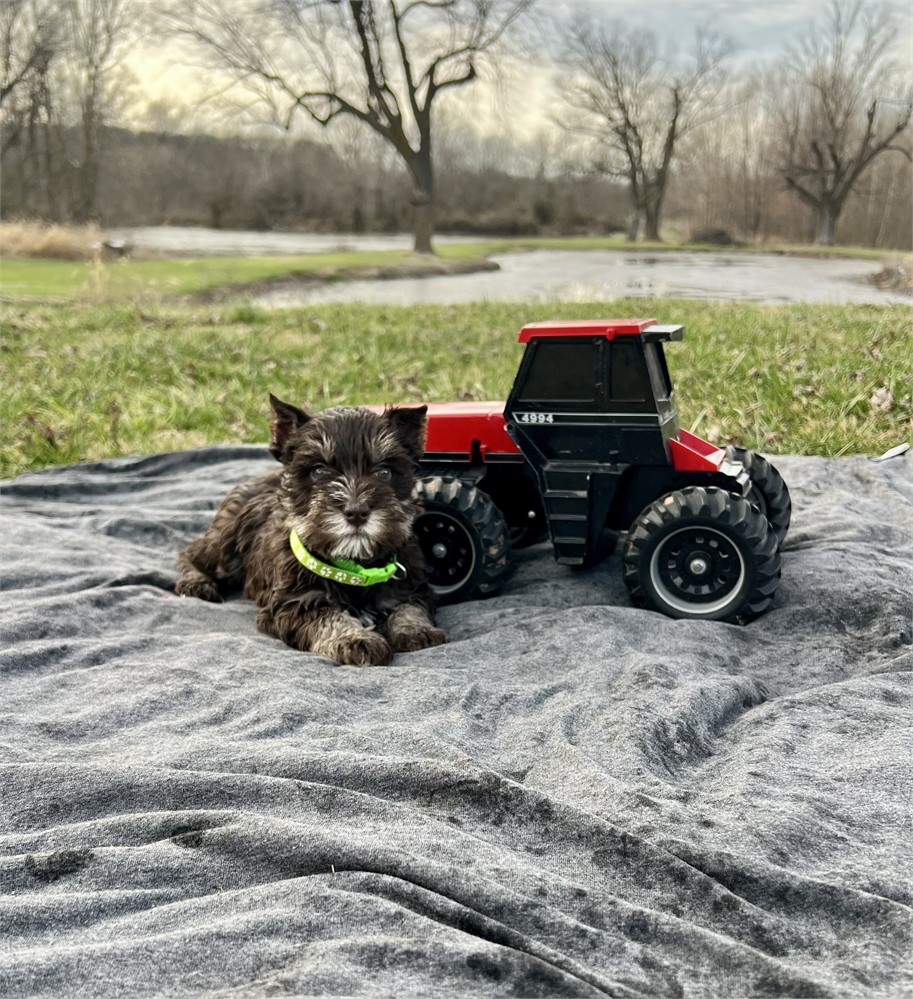 Handsome Mr. Green- Liver/Tan