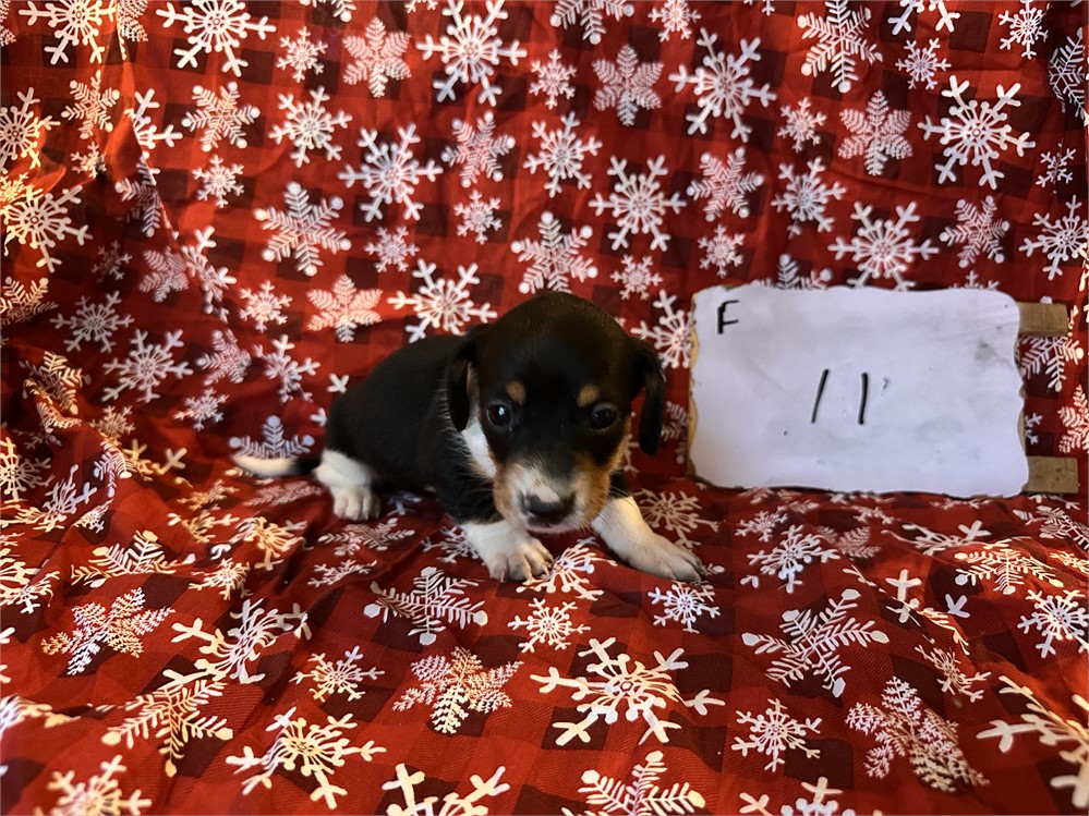 Mini dachshund clean usda