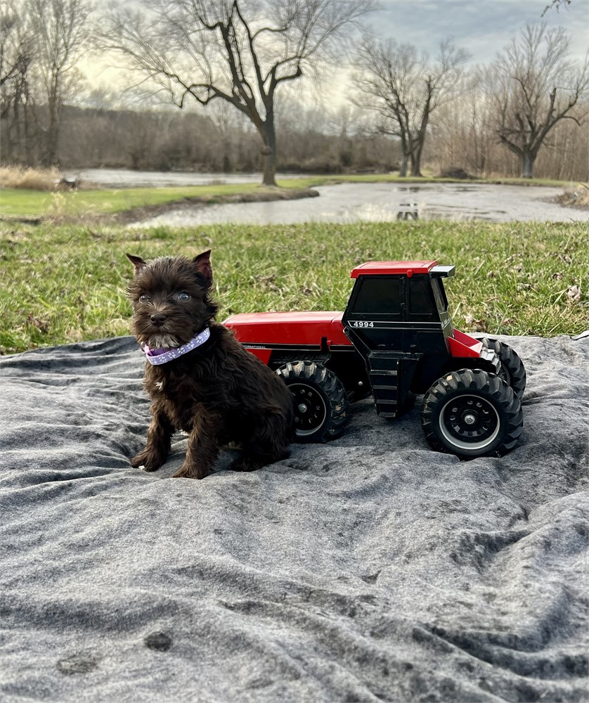 Beautiful Ms. Purple- Liver