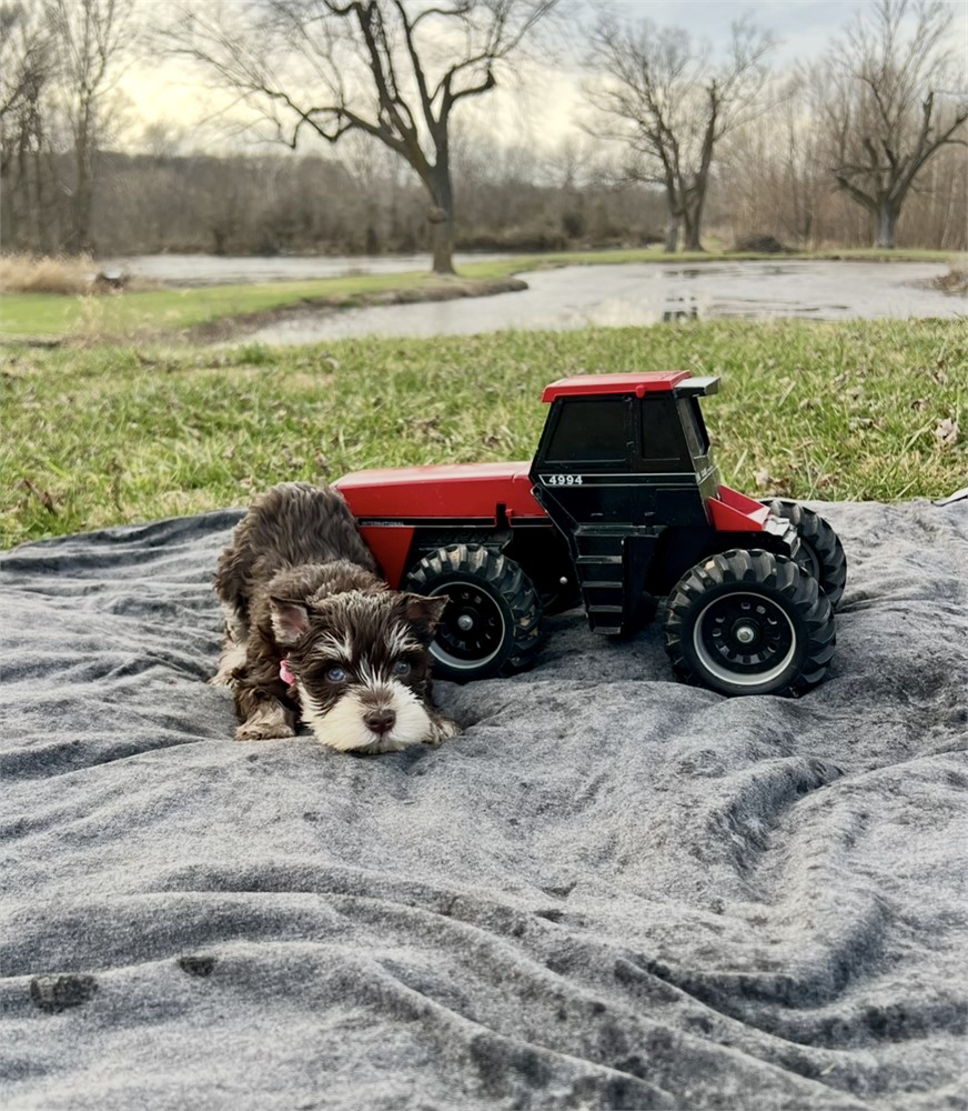 Beautiful Ms. Pink- Liver/Tan Phantom