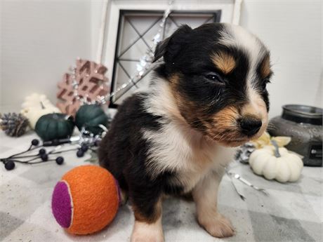 Australian Shepherd small 25111-06