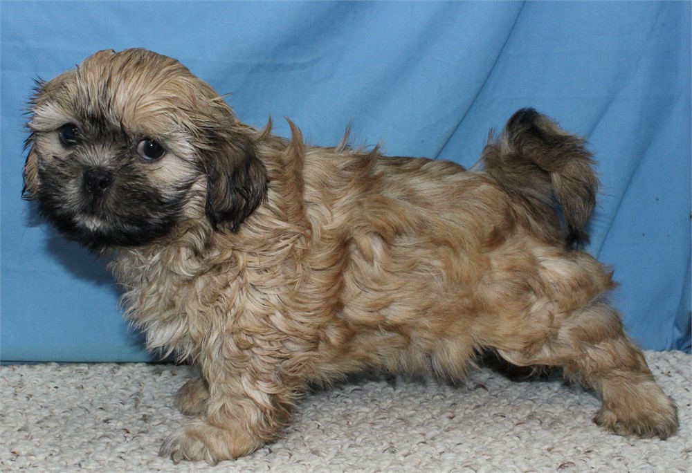 Male Shih Tzu