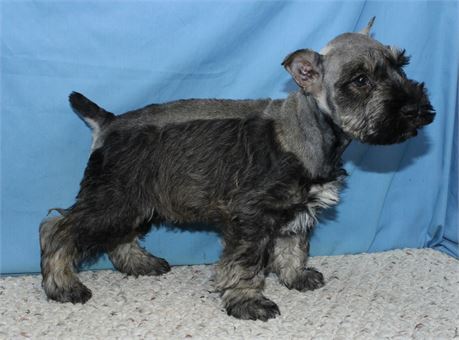 Male Miniature Schnauzer