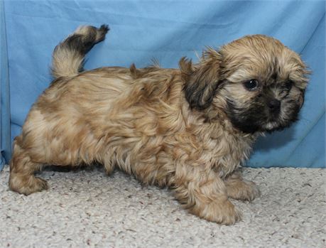 Male Shih Tzu