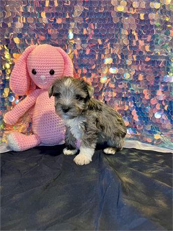 Beautiful Mini Schnauzer- Blue Merle