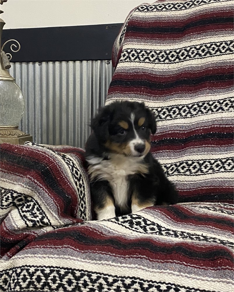 Male Mini Aussie