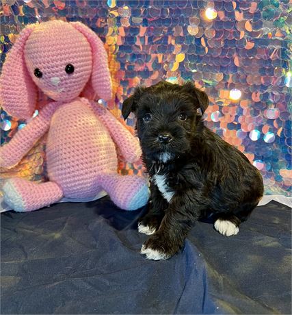 Handsome Mini Schnauzer- Black with White