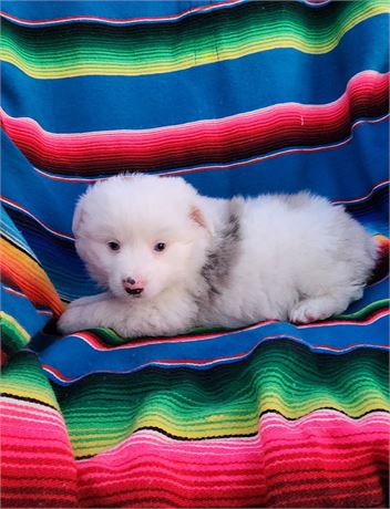 Toy Australian Shepherd