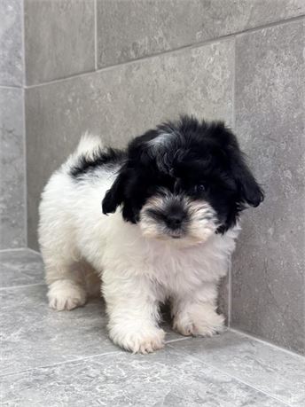 Shih tzu 264-04