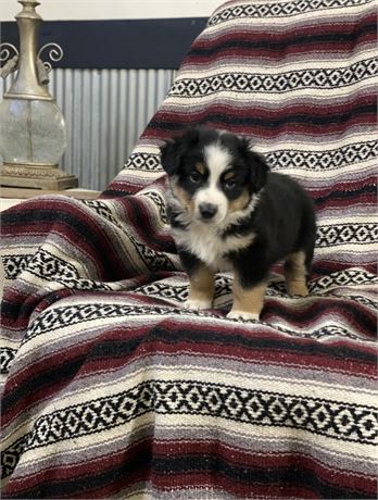 Male Mini Aussie