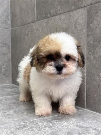 Shih tzu 264-01