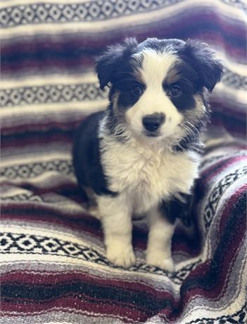 Female Mini Aussie