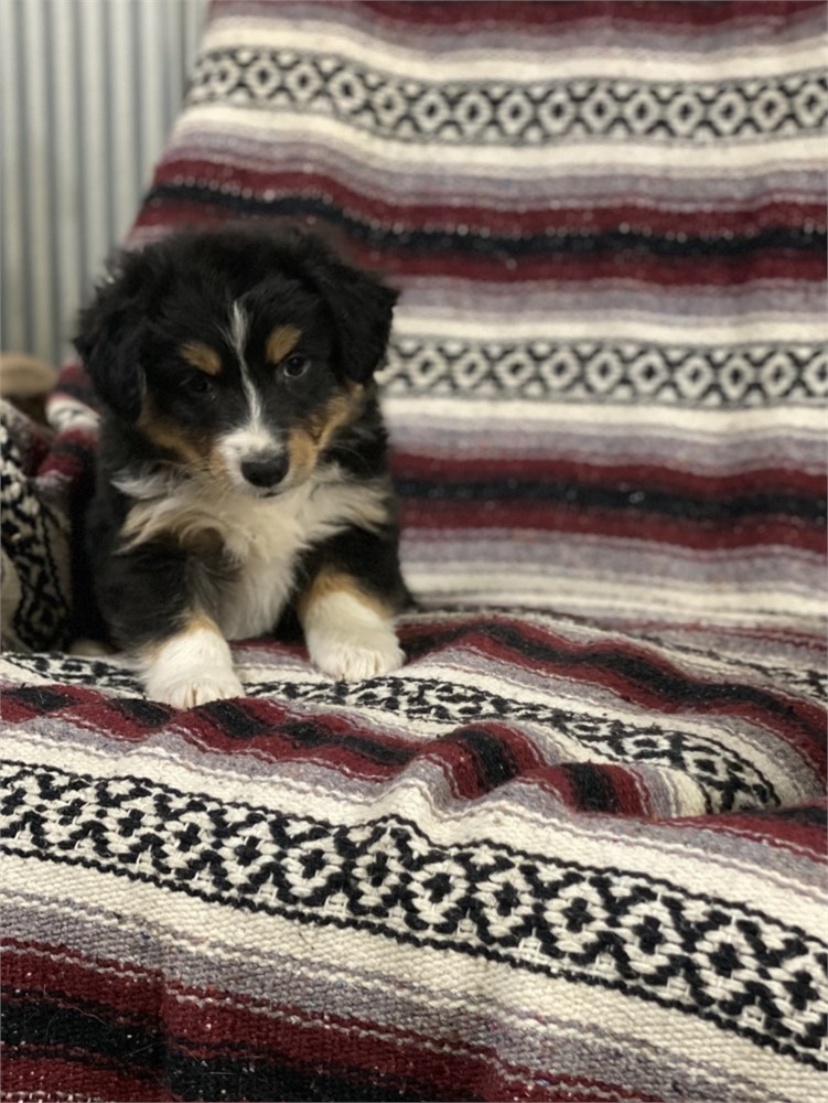 Male Mini Aussie