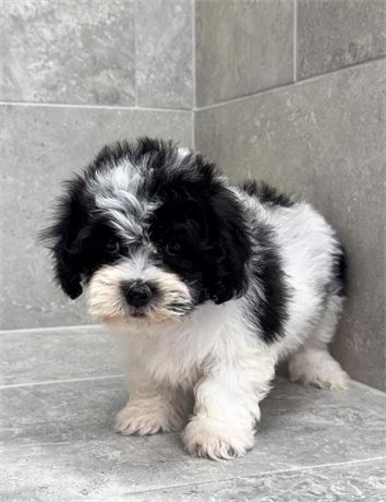 Shih tzu 264-02