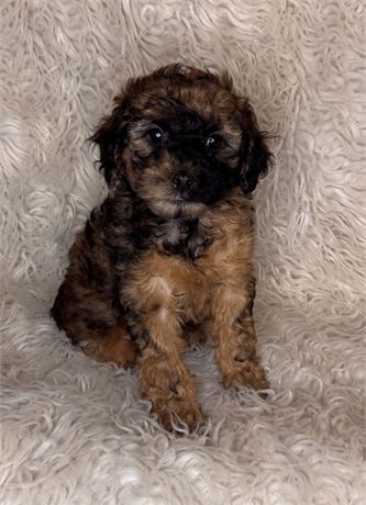 APRI Male Mini Poodle