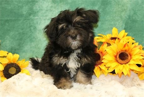 Jasper--Male Havanese Black/ Tan UABR