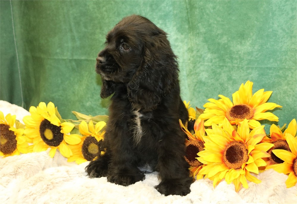 Cole--Black Male Cocker Spaniel UABR