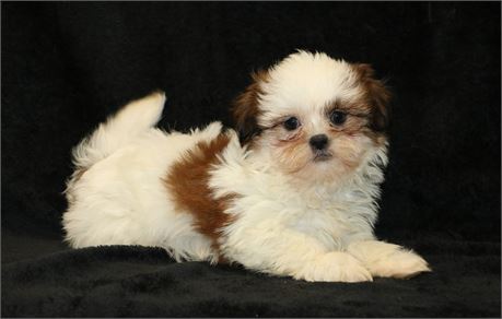 Lucky--Male Shih Tzu White/ Red