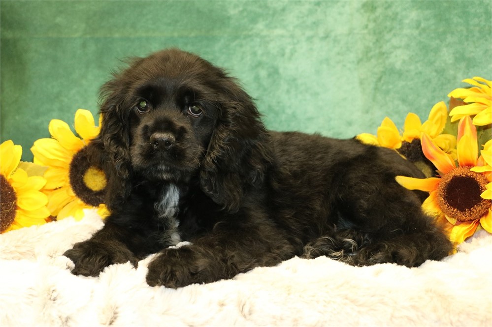 Cole--Black Male Cocker Spaniel UABR