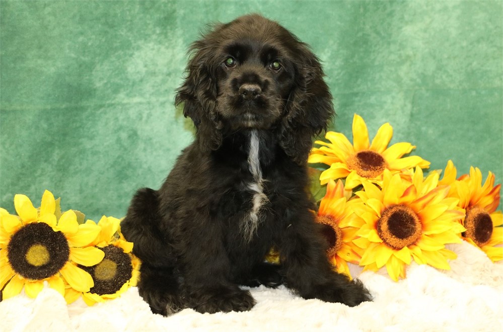 Cole--Black Male Cocker Spaniel UABR