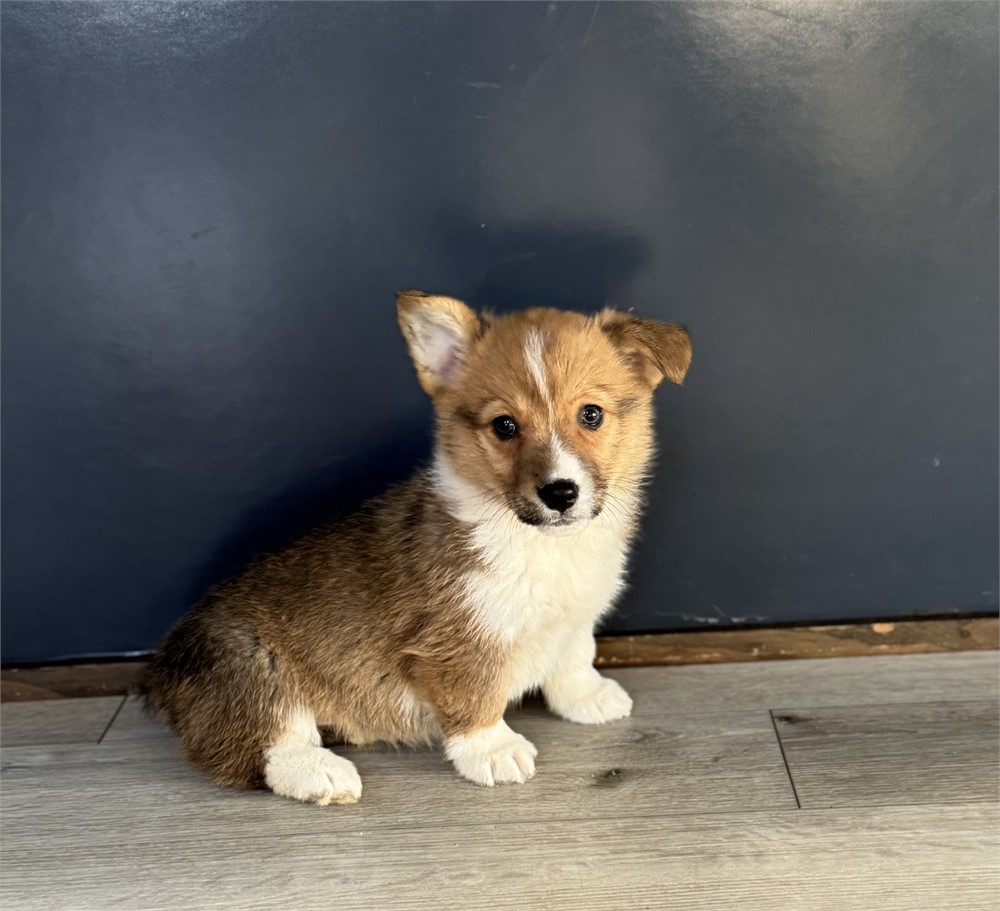 Sweet Corgi Female