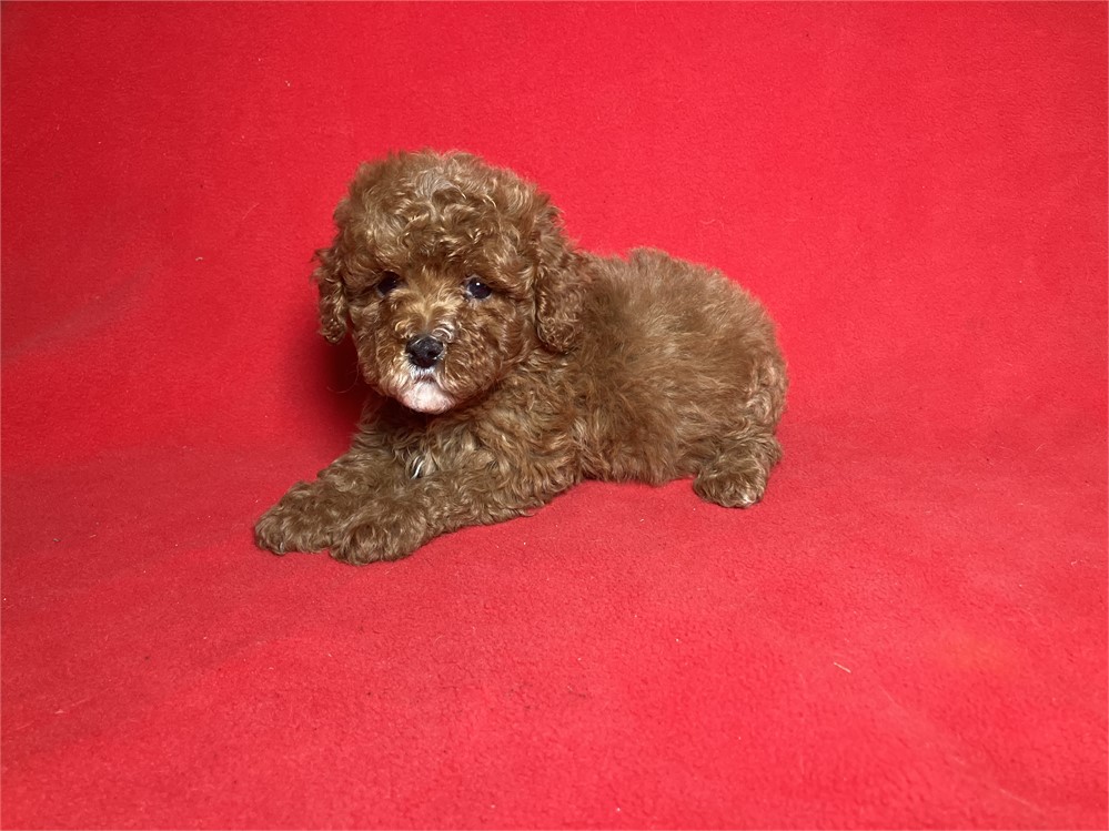 Cavapoo Female