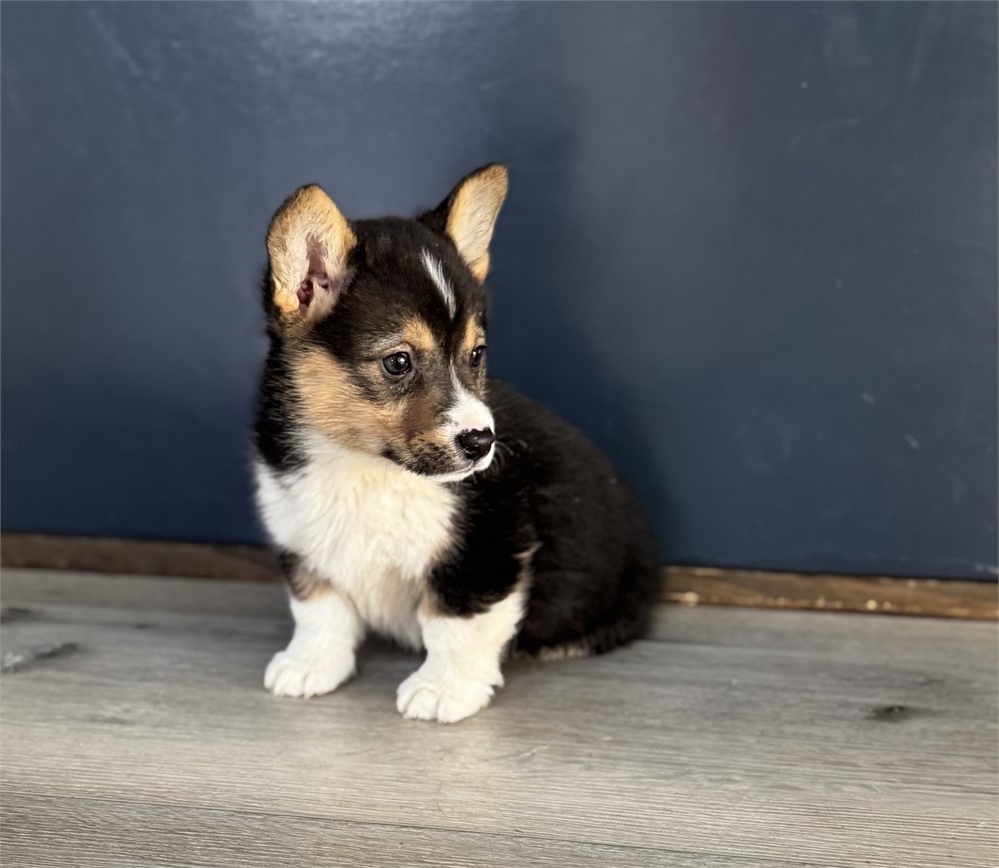 Adorable Corgi Female