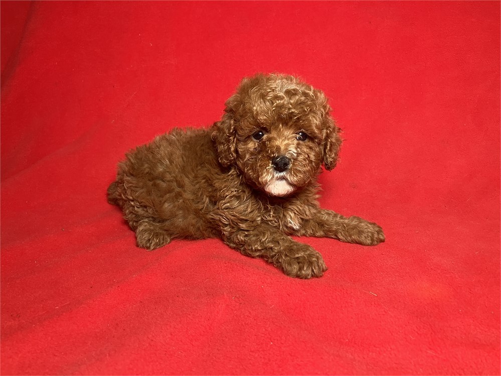 Cavapoo Female