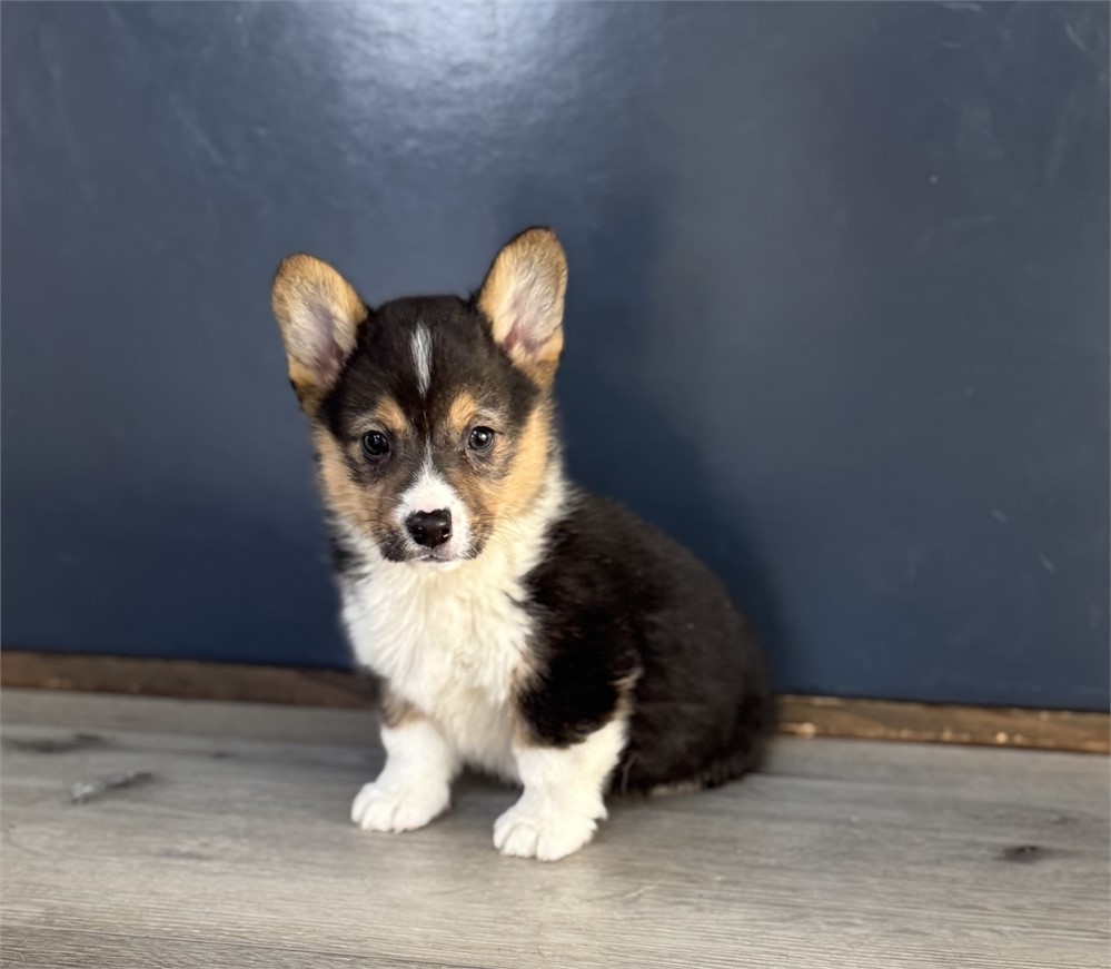 Adorable Corgi Female