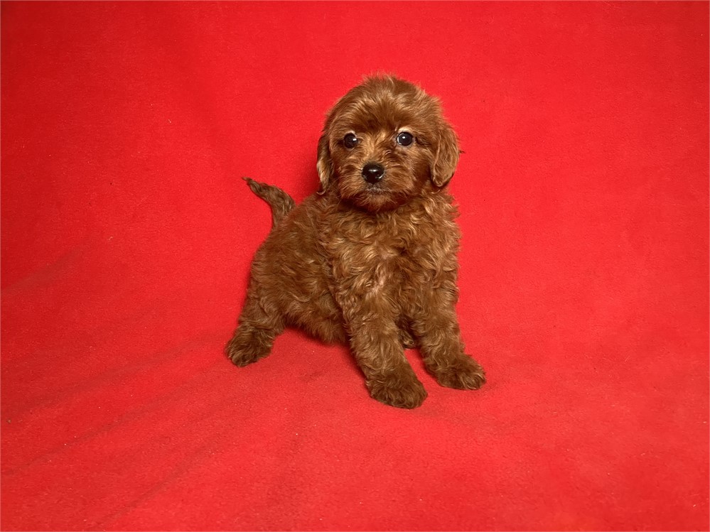 Cavapoo Female 2