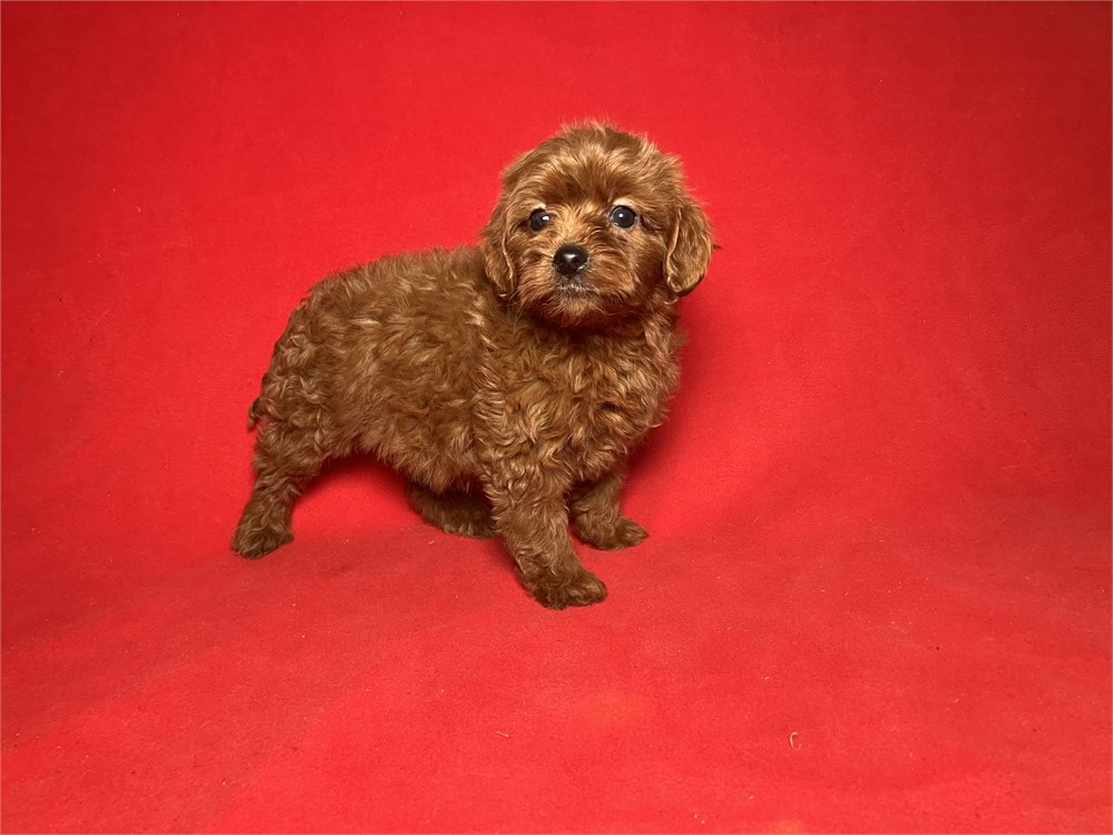 Cavapoo Female 2