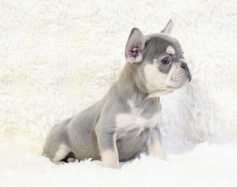 Amy ~ Cute & Small AKC Blue & Tan AKC Female French Bulldog!!