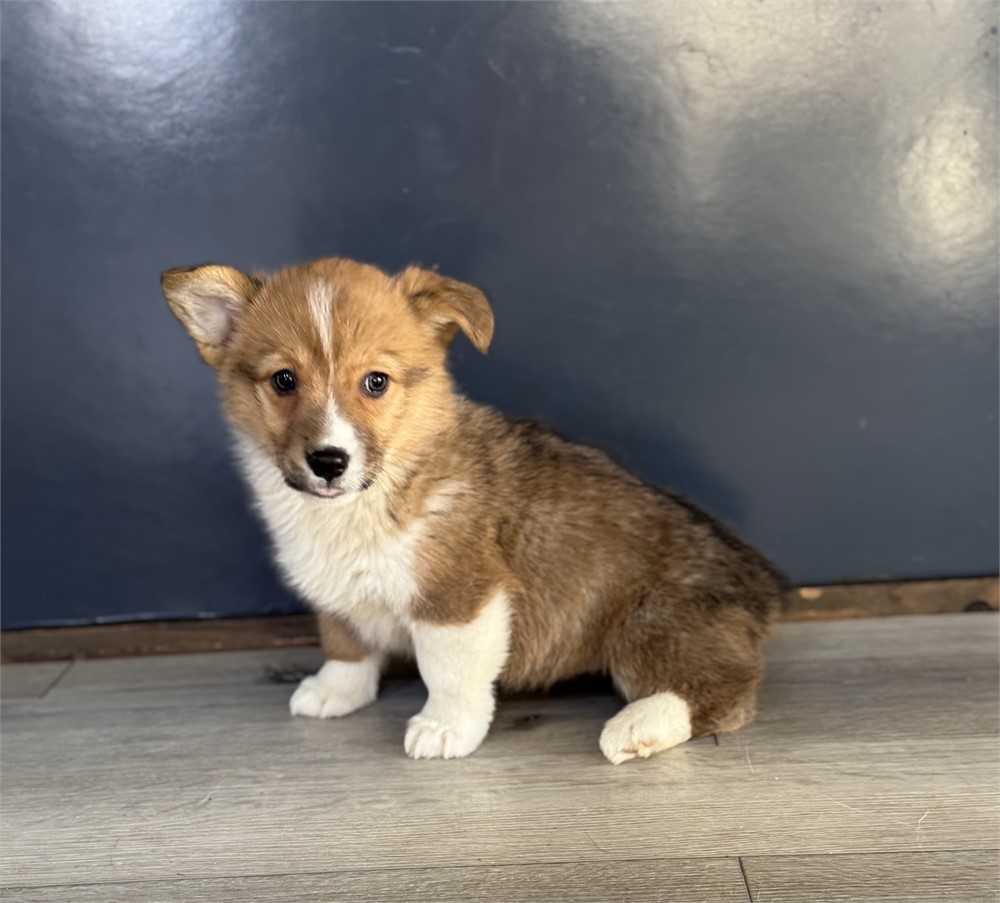 Sweet Corgi Female