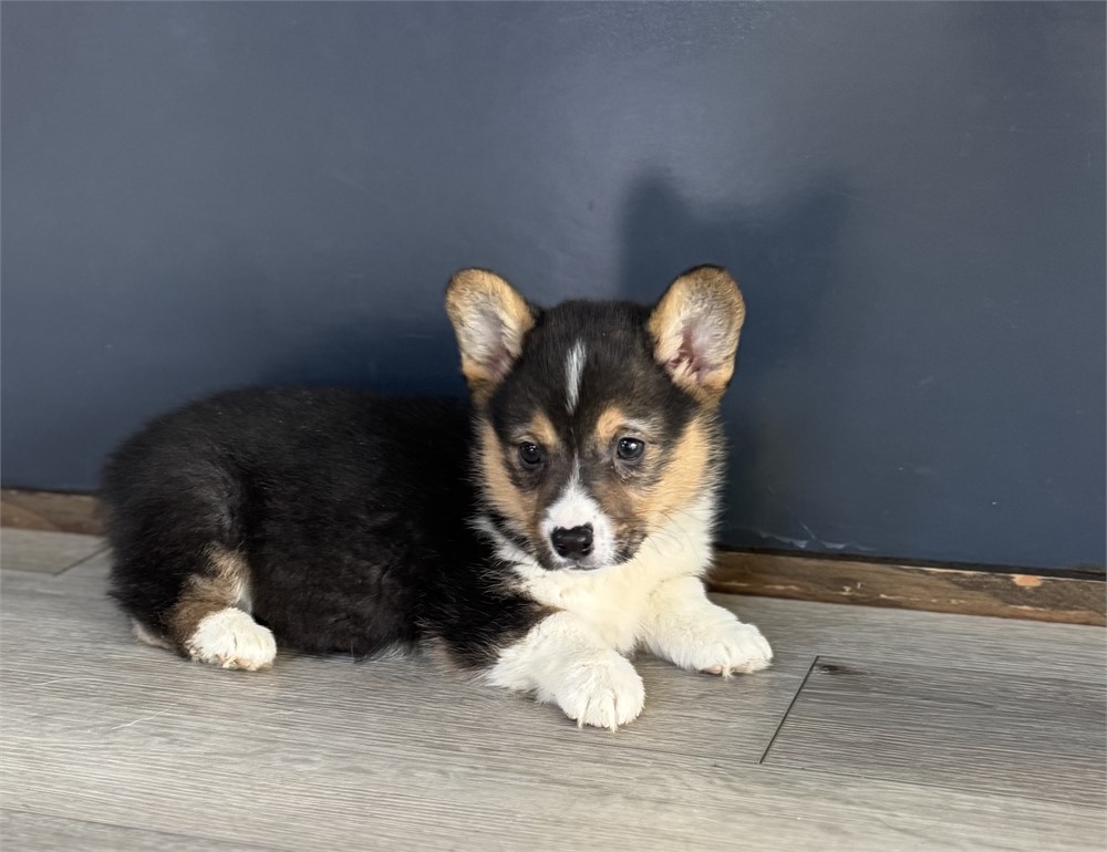 Adorable Corgi Female