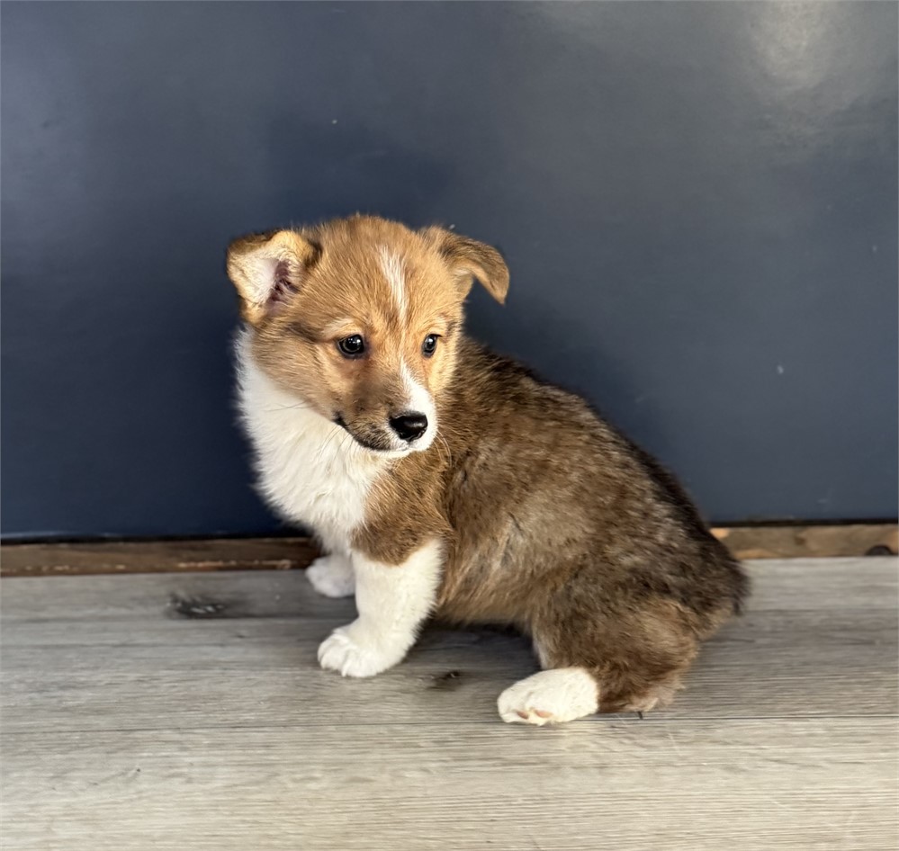 Sweet Corgi Female