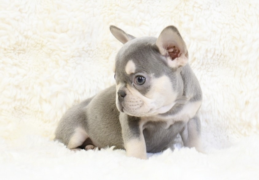 Amy ~ Cute & Small AKC Blue & Tan AKC Female French Bulldog!!