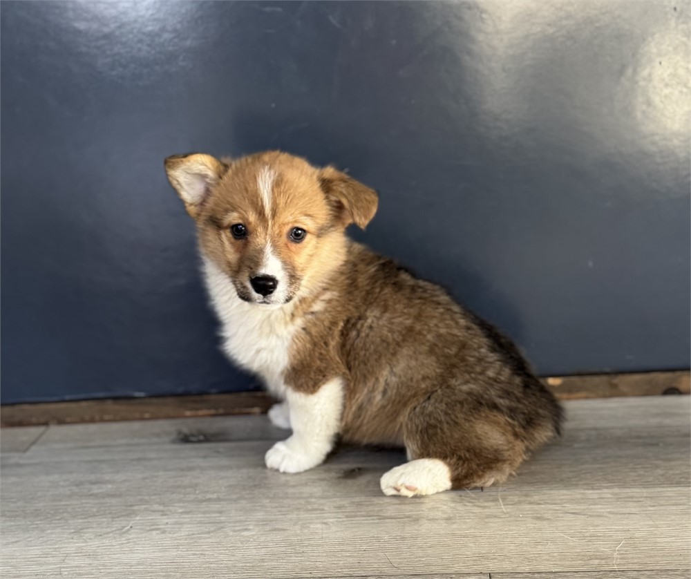 Sweet Corgi Female